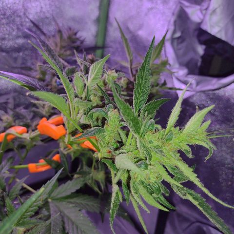 Forbidden Runtz growlog timeline photo