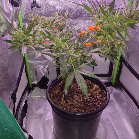 Forbidden Runtz growlog timeline photo