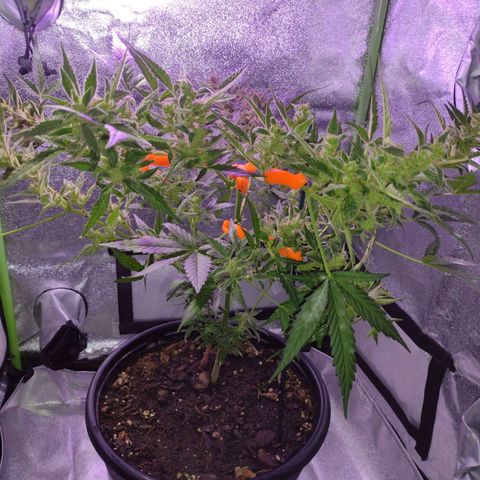Forbidden Runtz growlog timeline photo