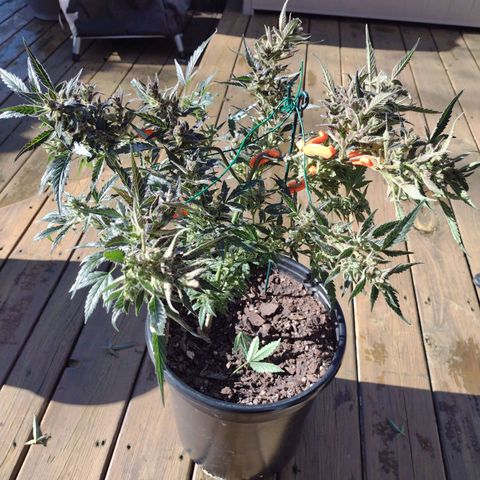Forbidden Runtz growlog photo: Harvest time