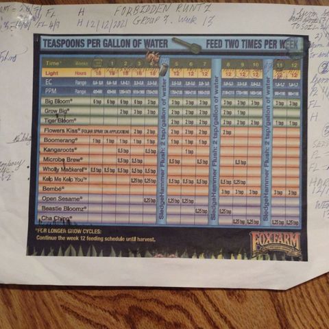 Forbidden Runtz growlog timeline photo