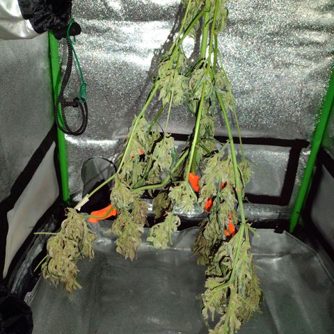 Forbidden Runtz growlog timeline photo