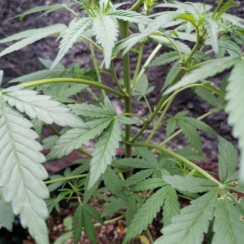 Gordi growlog timeline photo