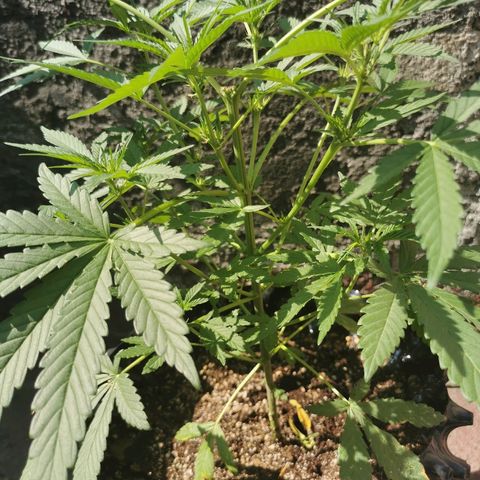 Gordi growlog timeline photo