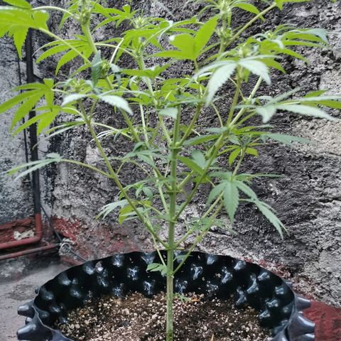 Gordi growlog photo: Después de la poda 