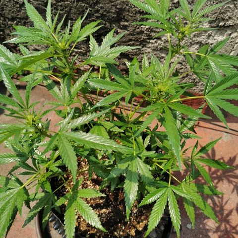 Gordi growlog timeline photo