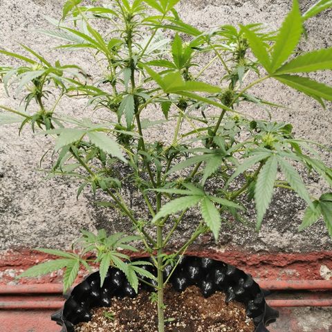 Gordi growlog photo: Se le cortaron hojas en mal estado 