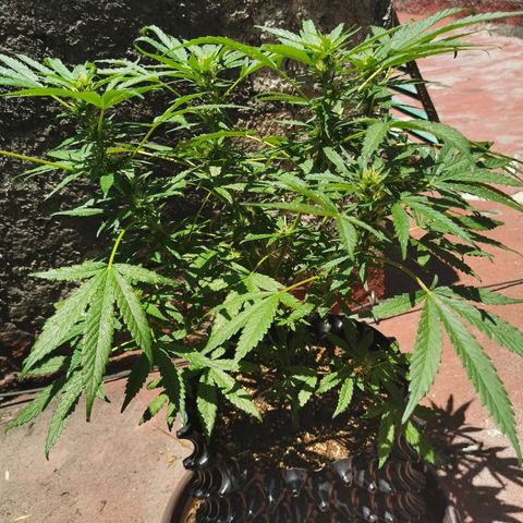 Gordi growlog timeline photo