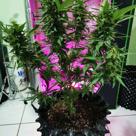 Gordi growlog timeline photo