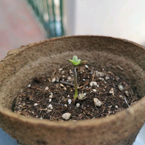 Suli Mon  growlog timeline photo