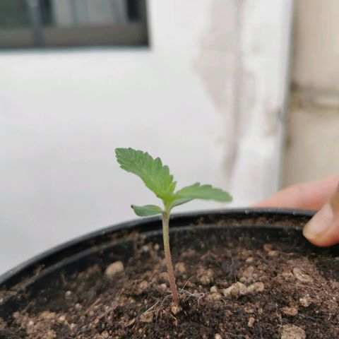 Suli Mon  growlog timeline photo