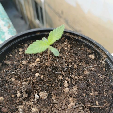 Suli Mon  growlog timeline photo