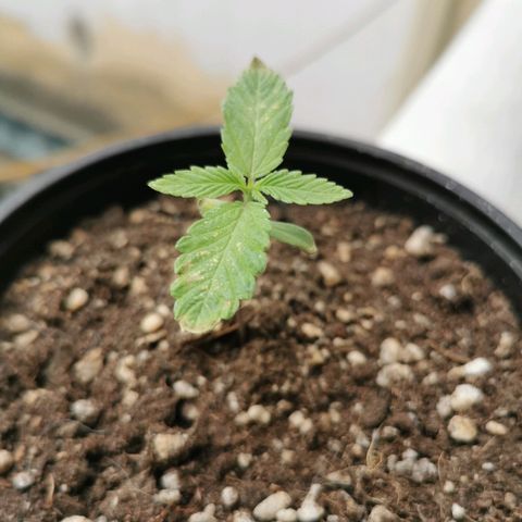 Suli Mon  growlog timeline photo