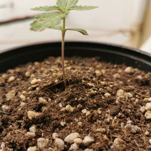 Suli Mon  growlog timeline photo