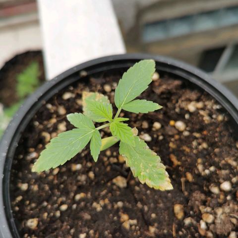 Suli Mon  growlog timeline photo