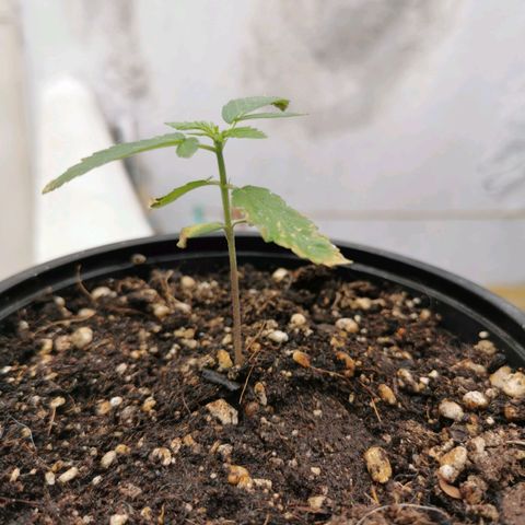 Suli Mon  growlog timeline photo