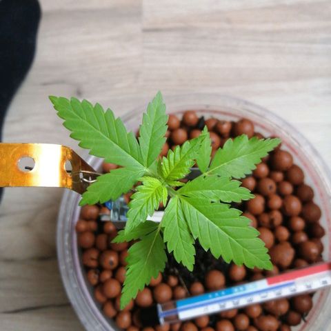 Génétique inconnue growlog timeline photo