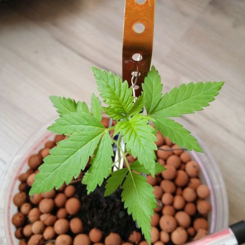 Génétique inconnue growlog photo: Tige 🌵