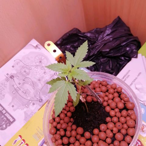 Génétique inconnue growlog timeline photo