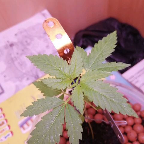 Génétique inconnue growlog timeline photo