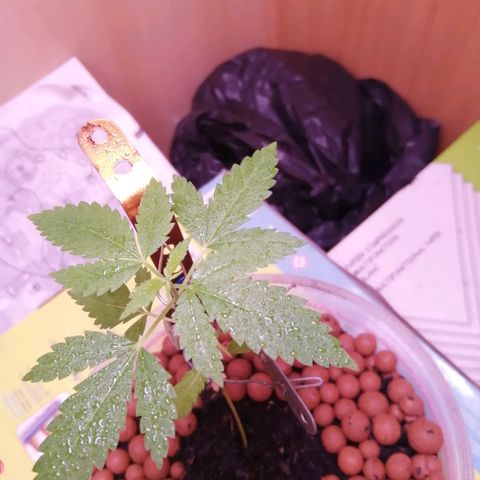 Génétique inconnue growlog photo: 5ème étage 