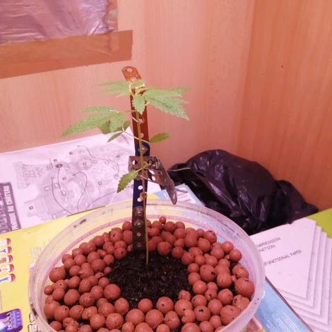 Génétique inconnue growlog photo: 5ème étage 