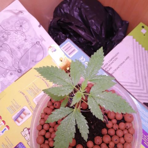 Génétique inconnue growlog photo: Tige épaisse 🌵