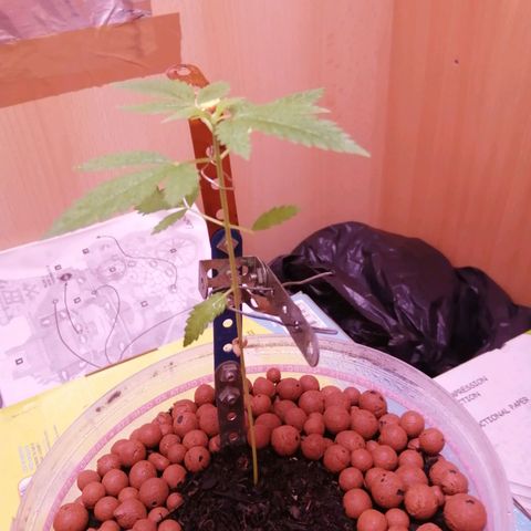 Génétique inconnue growlog photo: Tige épaisse 🌵