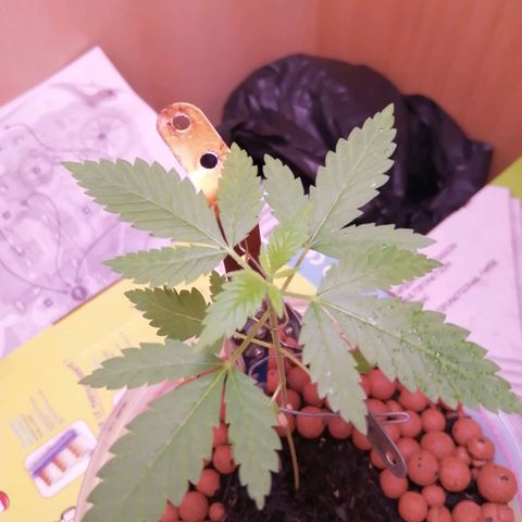 Génétique inconnue growlog timeline photo