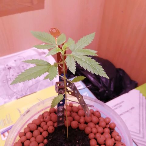 Génétique inconnue growlog timeline photo