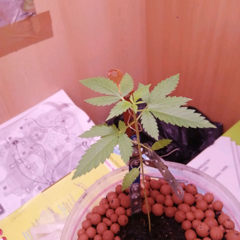 Génétique inconnue growlog timeline photo