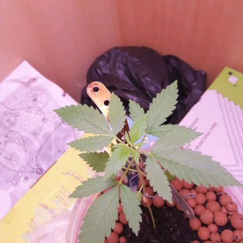 Génétique inconnue growlog timeline photo