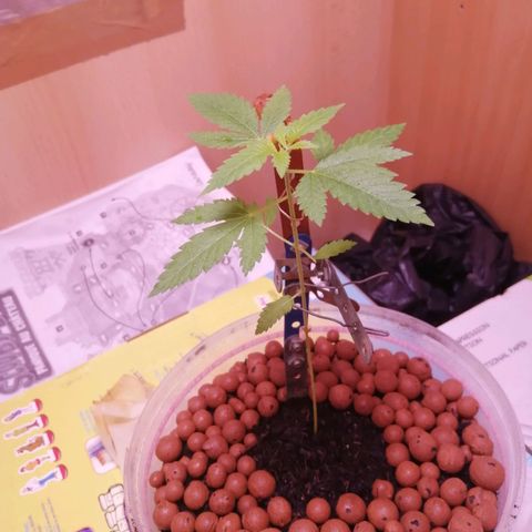 Génétique inconnue growlog timeline photo