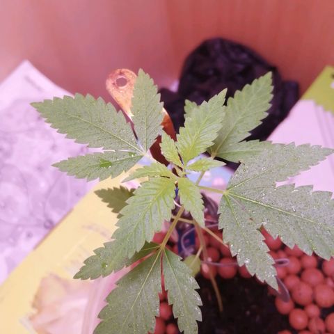 Génétique inconnue growlog timeline photo
