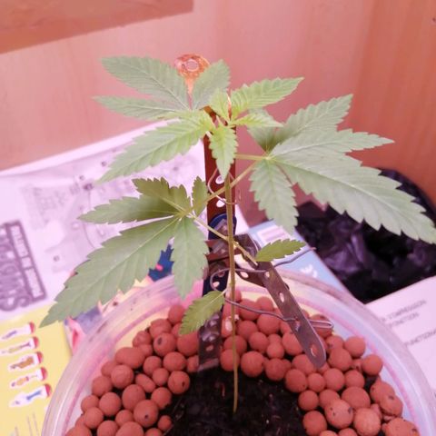 Génétique inconnue growlog photo: 6eme étages 