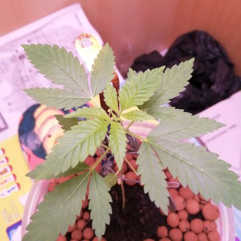 Génétique inconnue growlog photo: 6eme étages 