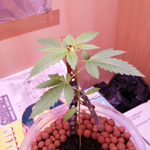 Génétique inconnue growlog timeline photo