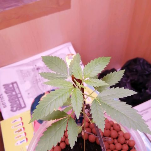 Génétique inconnue growlog timeline photo