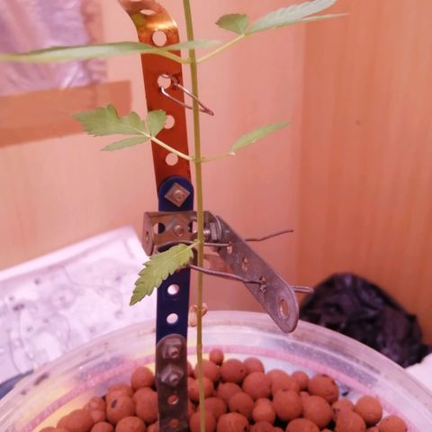 Génétique inconnue growlog timeline photo