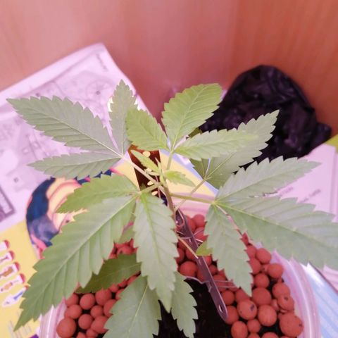 Génétique inconnue growlog timeline photo
