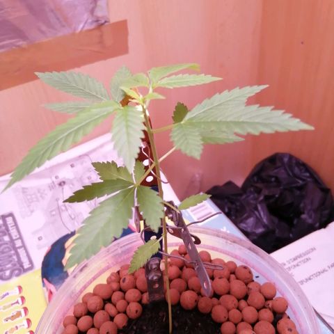 Génétique inconnue growlog timeline photo