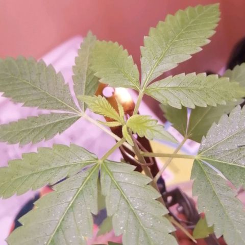 Génétique inconnue growlog photo: 6eme etage