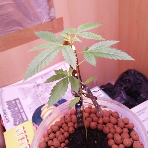 Génétique inconnue growlog photo: 6eme etage