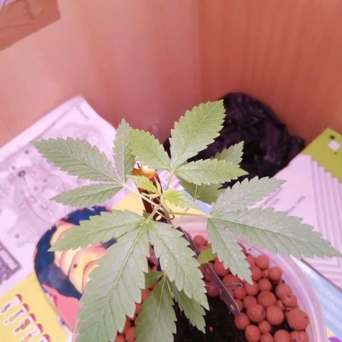 Génétique inconnue growlog photo: 6eme etage