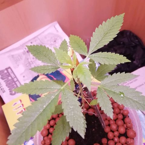 Génétique inconnue growlog timeline photo