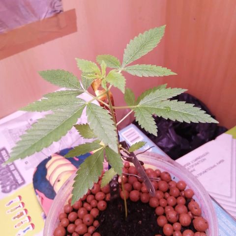 Génétique inconnue growlog timeline photo