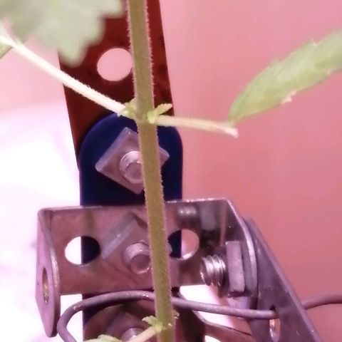 Génétique inconnue growlog timeline photo