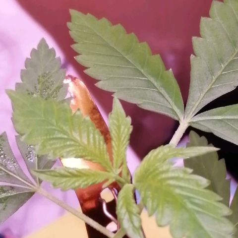 Génétique inconnue growlog timeline photo