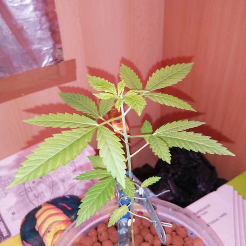 Génétique inconnue growlog timeline photo