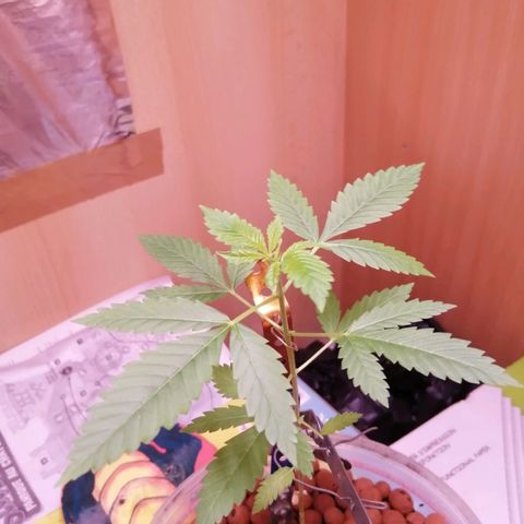 Génétique inconnue growlog timeline photo